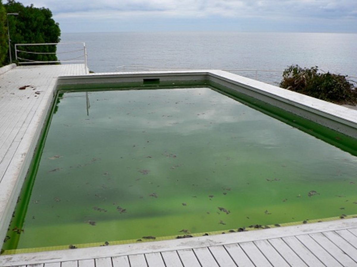 How to prevent and treat mustard algae in your pool?